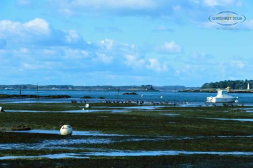 Herbier de zostère dans le Golfe du Morbihan (Source : LGO 2019)