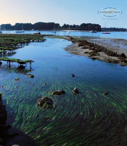 Herbier de zostère dans le Golfe du Morbihan (Source : LGO 2019)